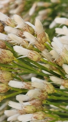 Baccharis sarothroides