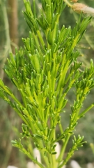 Baccharis sarothroides