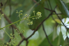 Persea macrantha