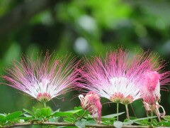 Calliandra trinervia