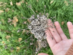 Daucus