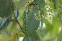 Persea macrantha