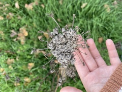 Daucus