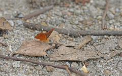 Calephelis