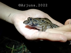 Fejervarya cancrivora