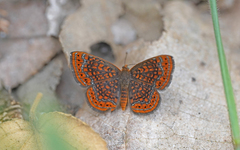 Calephelis
