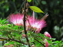 Calliandra trinervia