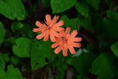 Silene fulgens