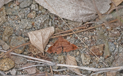 Erebidae