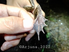 Fejervarya cancrivora