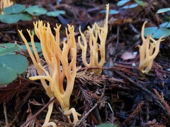 Clavulinopsis corniculata