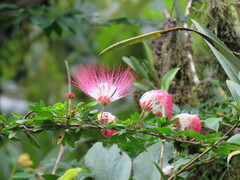 Calliandra trinervia