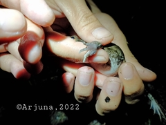 Fejervarya cancrivora