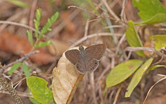 Timochreon satyrus