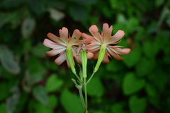 Silene fulgens