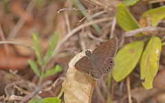 Timochreon satyrus