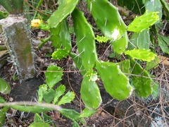 Brasiliopuntia brasiliensis
