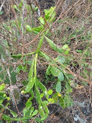 Brasiliopuntia brasiliensis