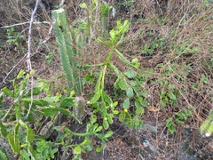 Brasiliopuntia brasiliensis
