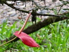 Anthurium andraeanum