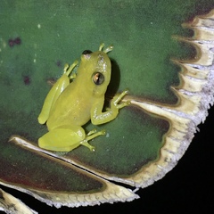 Phyllodytes edelmoi