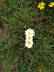 Hypochaeris sessiliflora