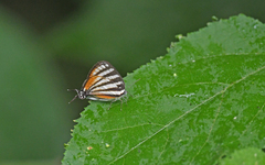 Arawacus lincoides