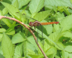 Orthemis discolor
