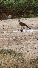 Accipiter cooperii