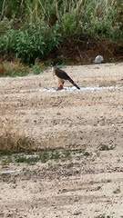 Accipiter cooperii