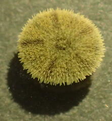 Echinocyamus pusillus