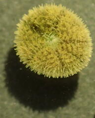 Echinocyamus pusillus