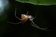 Thwaitesia margaritifera