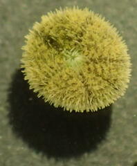 Echinocyamus pusillus