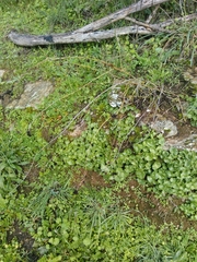 Aceria chondrillae