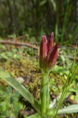 Anacamptis papilionacea