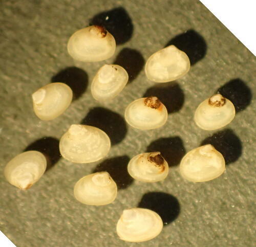 Kurtiella bidentata, 2015-03-20