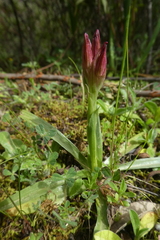 Anacamptis papilionacea