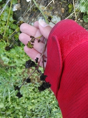 Aceria chondrillae