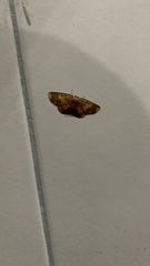 Paragonia cruraria