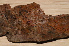 Trentepohlia umbrina