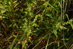 Penthorum chinense