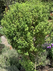 Clinopodium vimineum