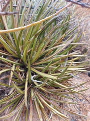 Agave felgeri