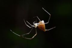 Thwaitesia margaritifera