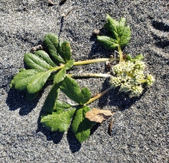 Glehnia littoralis