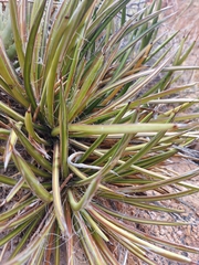 Agave felgeri