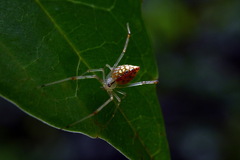 Thwaitesia margaritifera