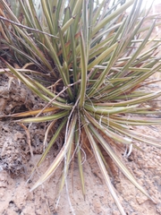 Agave felgeri