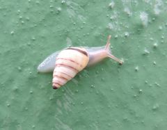 Drymaeus rufolineatus
